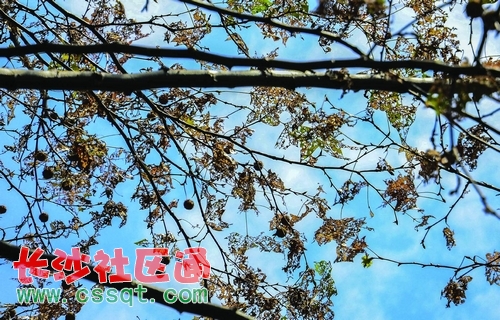 huangj1409387_nEO_IMG.jpg